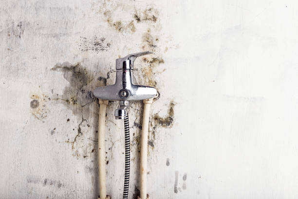 Mold Removal Process in Scissors, TX