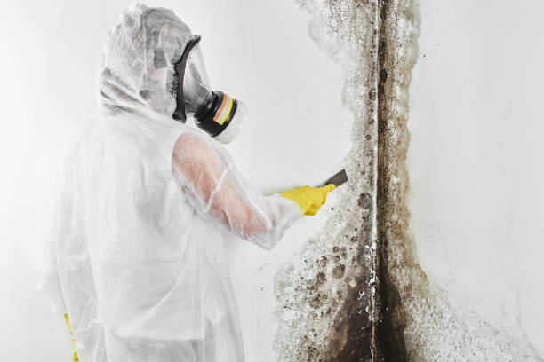 Best Same-Day Mold Removal  in Scissors, TX