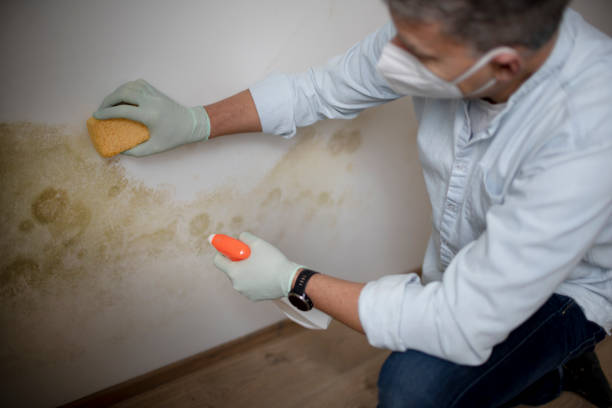 Trusted Scissors, TX Mold Removal Experts